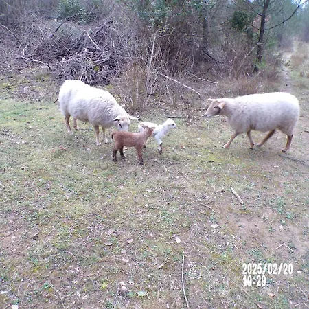 D'hotes & Le Relais De La Cavayere 4* Carcassone